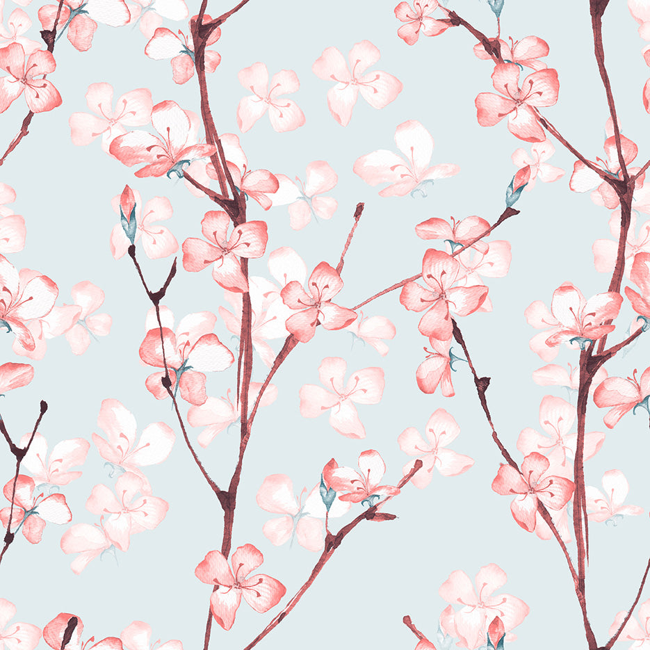 Cherry Blossoms